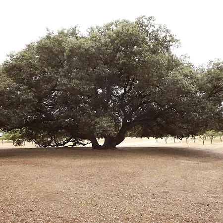 Bosco Di Mudonato - Masseria Colonica Avetrana